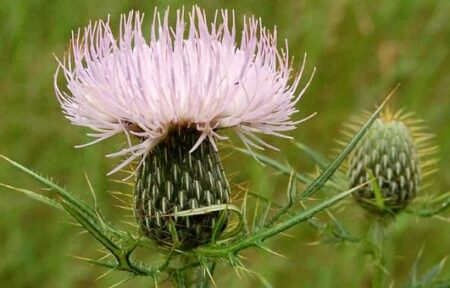Cirsium discolor (Field Thistle)