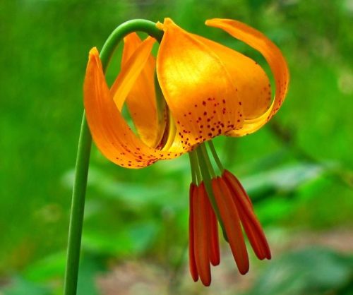 Columbia Lily