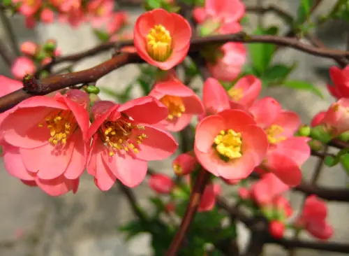 Common Flowering Quince (Chaenomeles speciosa)