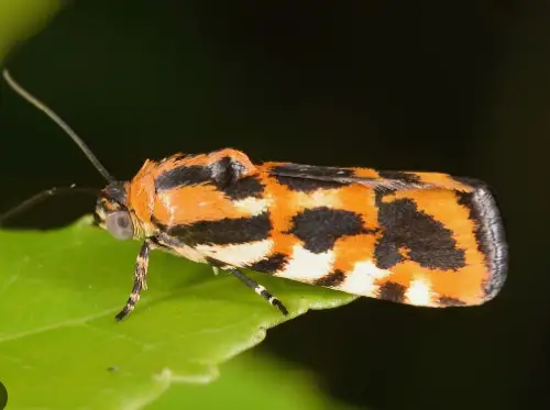 Common Spragueia Moth