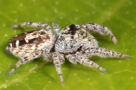 Common White-Cheeked Jumping Spider