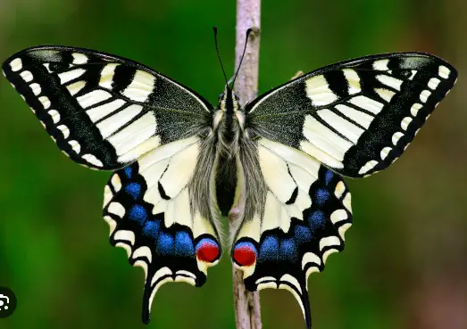 Common Yellow Swallowtail (Papilio machaon)