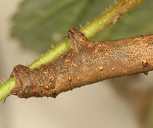 Curve-toothed Geometer Moth Caterpillar