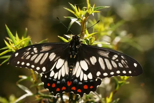 Dappled Swallowtail (Papilio anactus)
