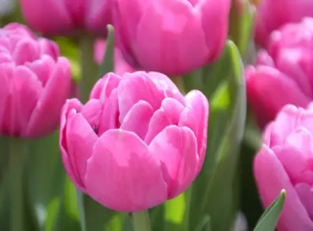 Double tulips