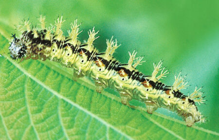 Eastern Common Caterpillar (Polygonia comma)