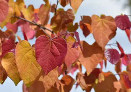 Eastern Redbud (Cercis Canadensis ‘Flame Thrower’)