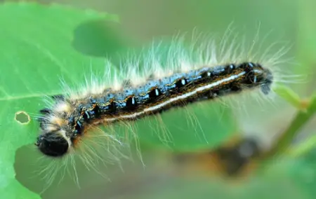 Eastern Tent Caterpillar (Malacosoma americanum)