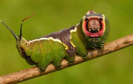 European Puss Moth Caterpillar (Cerura vinula)