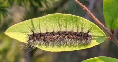 Fall Webworm Caterpillar (Hyphantria cunea)