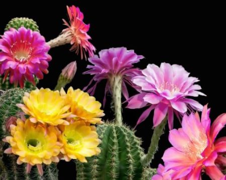 Flowering Cacti (Cactaceae family)