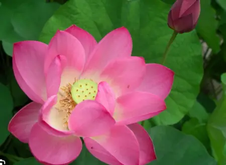 Frankly Scarlet Lotus (Nelumbo nucifera)