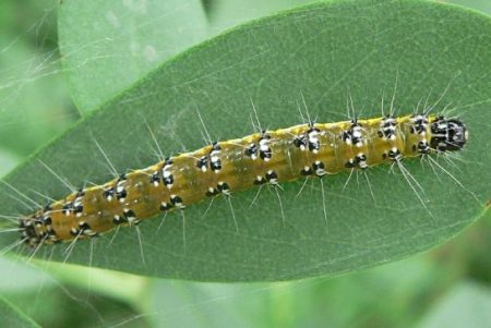 Genista Broom Moth Caterpillar (Uresiphita reversalis)