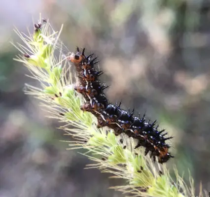 Gray Buckeye Caterpillar (Junonia grisea)