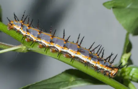 Gulf Fritillary Caterpillar (Dione vanillae)