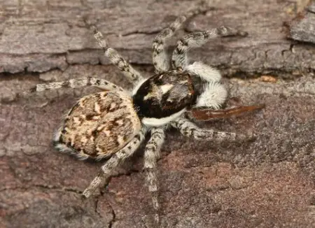 Half-Edged Wall Jumping Spider