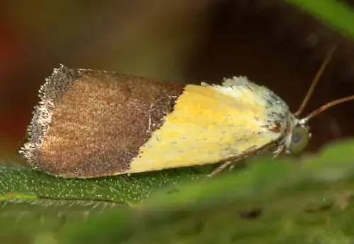Half-Yellow Moth