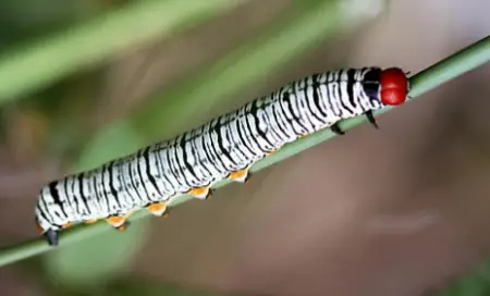 Hieroglyphic Moth Caterpillar