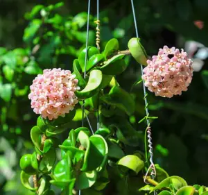 Hindu Rope Plants