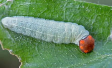 Horace’s Duskywing Caterpillar