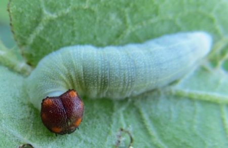 Horace’s Duskywing Caterpillar