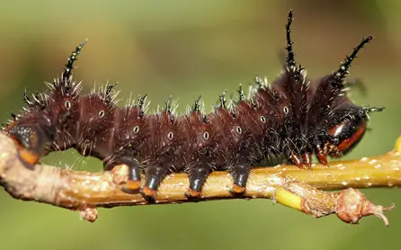Imperial Moth Caterpillar (Eacles imperialis)