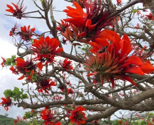 Indian Coral Tree (Erythrina variegata)