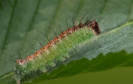 Interrupted Dagger Caterpillar