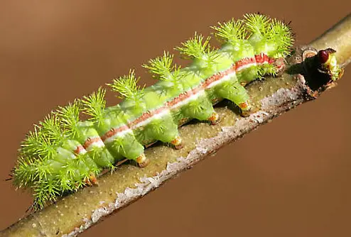 Io Moth Caterpillar (Automeris io)