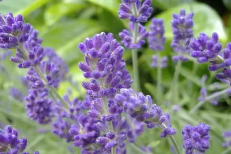 Lavender (Lavendula spp.)