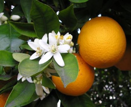 Lemon and Other Citrus Trees (Genus Citrus)