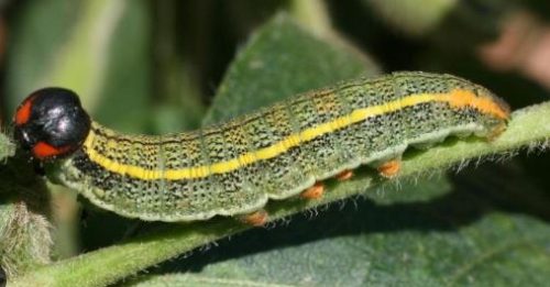 Long-Tailed Skipper Caterpillar