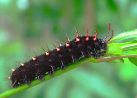 Malachite Caterpillar (Siproeta stelenes)