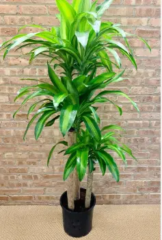 Are Mass Cane Plants easy to care for?