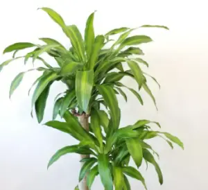 Are Mass Cane Plants easy to care for?