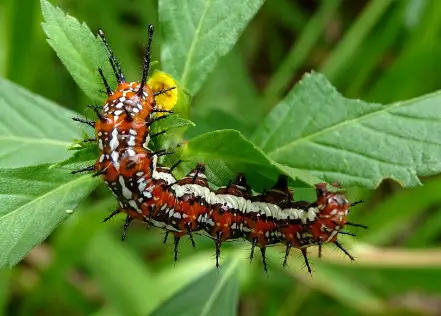 Mexican Fritillary Caterpillar (Euptoieta hegesia)