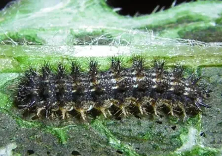 Mylitta Crescent Caterpillars (Phyciodes mylitta)