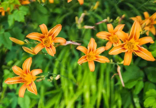 Orange Day-Lily