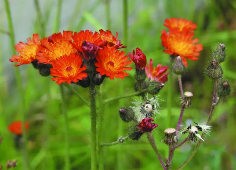 Types of Wildflowers