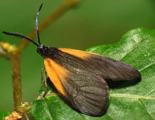 Orange-Patched Smoky Moth