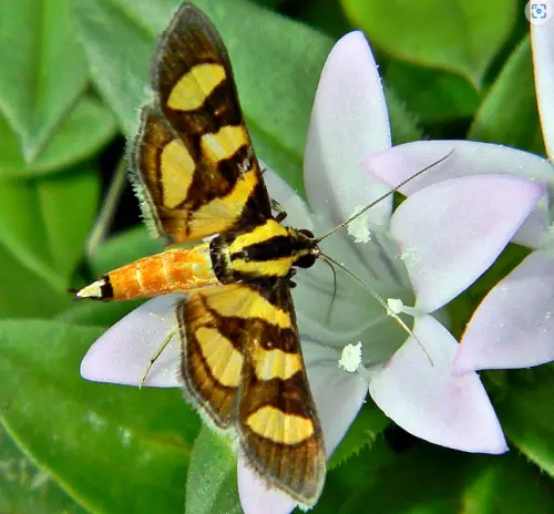 Orange-Spotted Flower Moth