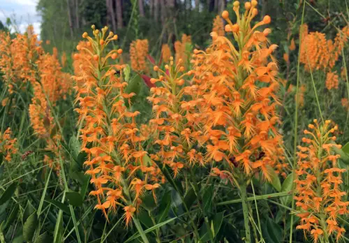 Orange-fringed Orchid