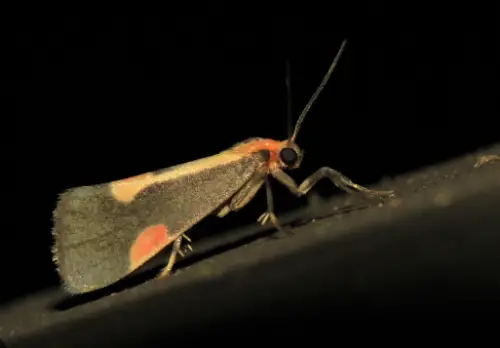 Packard’s Lichen Moth