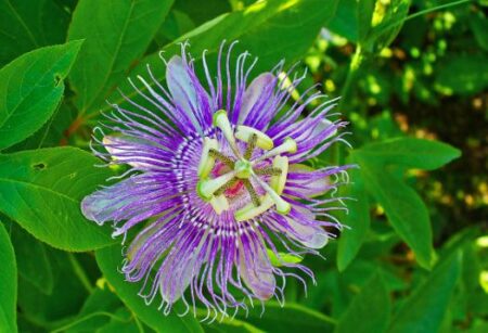 Passiflora incarnate (Purple Passionflower)