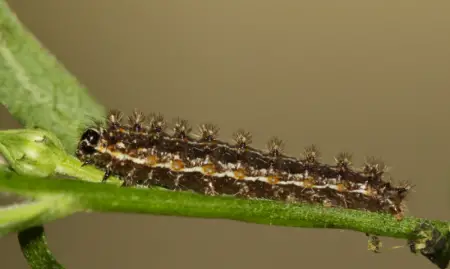 Pearl Crescent Caterpillar (Phyciodes tharos)