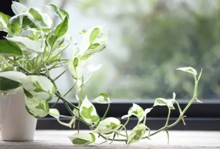 Pearls and Jade Pothos