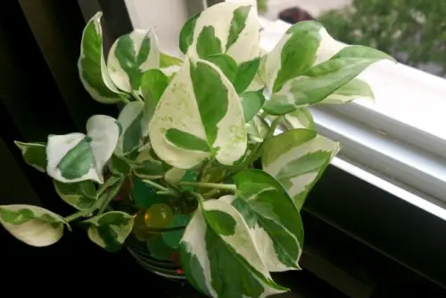 Pearls and Jade Pothos care