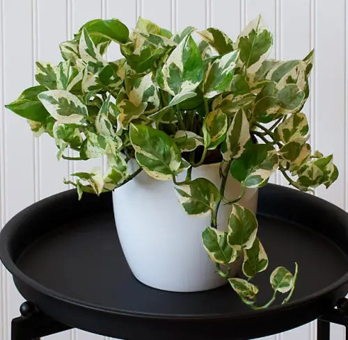 Pearls and Jade Pothos