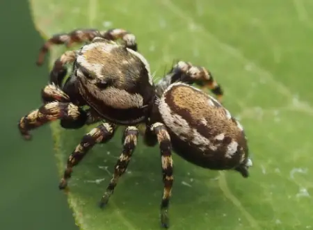 Peppered Jumping Spider