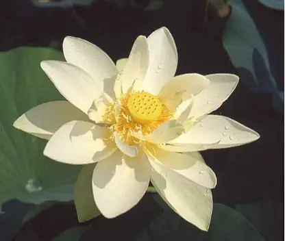 Perry’s Giant Sunburst Lotus (Nelumbo)